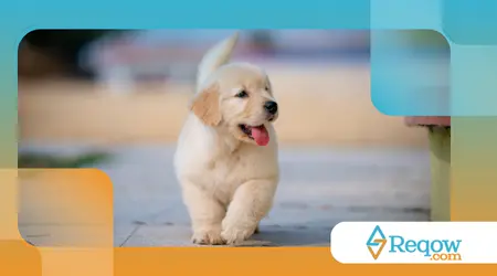 cães que ficam hiperativos ao ver outros cães