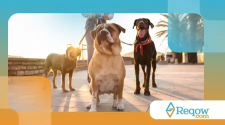 cães que ficam hiperativos ao ver outros cães