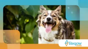 Como lidar com cães que ficam hiperativos ao ver outros cães