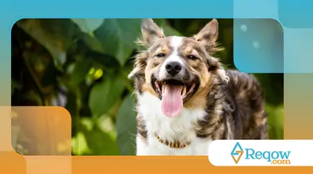 cães que ficam hiperativos ao ver outros cães