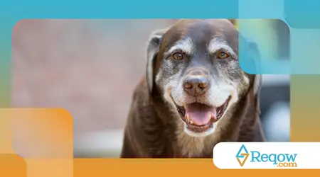 preparar sua casa para receber um cão idoso