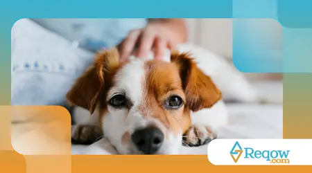 preparar sua casa para receber um cão idoso