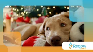 Como os cães reagem às decorações de Natal