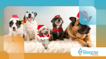 Como os cães reagem às decorações de Natal