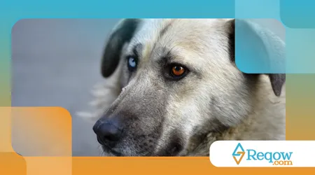 alguns cães têm olhos de cores diferentes