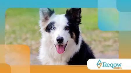 alguns cães têm olhos de cores diferentes