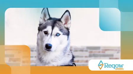 alguns cães têm olhos de cores diferentes