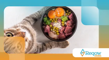 alimentos proibidos para pets no natal