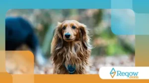 Cuidados extras com cães de pelo duplo