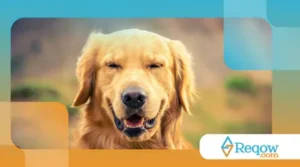 Por que os cães inclinam a cabeça quando ouvem sons