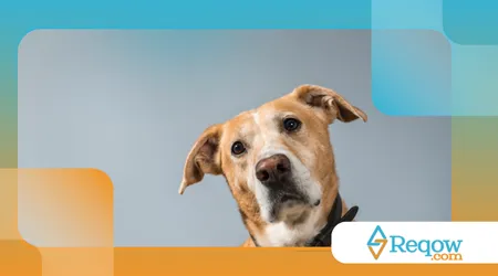 cães inclinam a cabeça quando ouvem sons