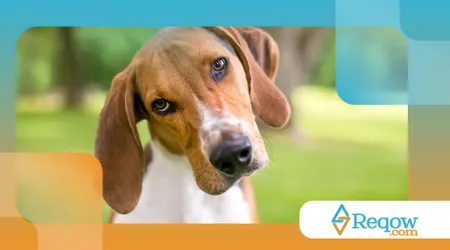 cães inclinam a cabeça quando ouvem sons