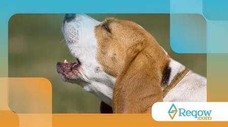 cães que choram muito à noite