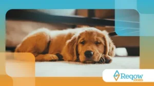 Como lidar com cães que choram muito à noite