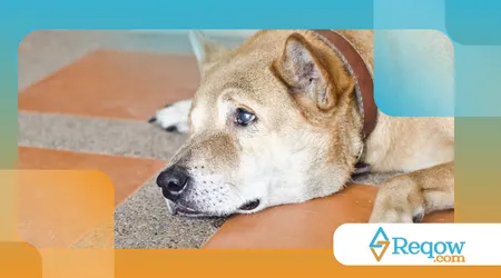 cães que choram muito à noite