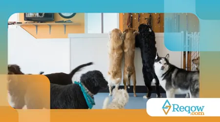 creche para cães fim deano