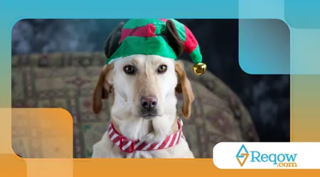 creche para cães fim deano