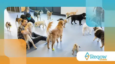 creche para cães fim deano