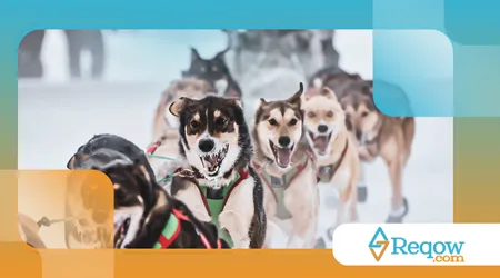 história dos cães de trenó no Alasca