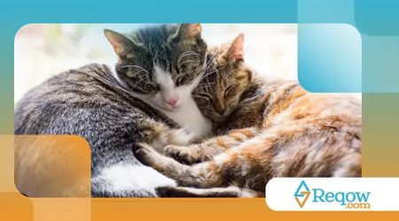 manter o cartão de vacinação atualizado