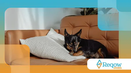 quando o cão marca território dentro de casa