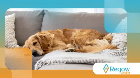 rotina de descanso adequada para cães hiperativos