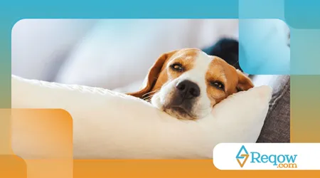 rotina de descanso adequada para cães hiperativos