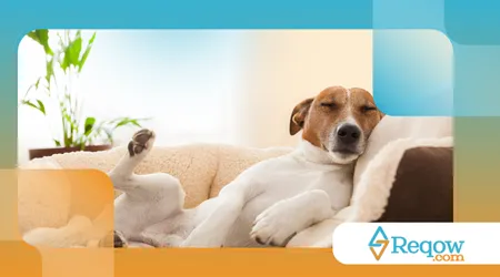 rotina de descanso adequada para cães hiperativos