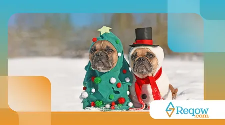 roupa de natal para pet