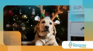 Roupa de Natal para Pets: Estilo, Tecidos Seguros e Como Fazer o Ensaio Fotográfico Sem Estresse