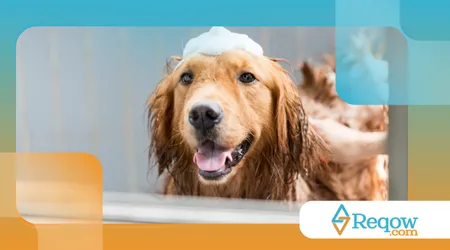 treinar o cão para receber o banho com tranquilidade