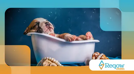 treinar o cão para receber o banho com tranquilidade