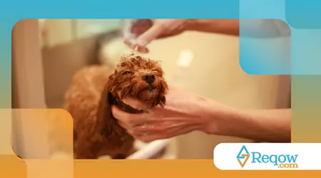 treinar o cão para receber o banho com tranquilidade