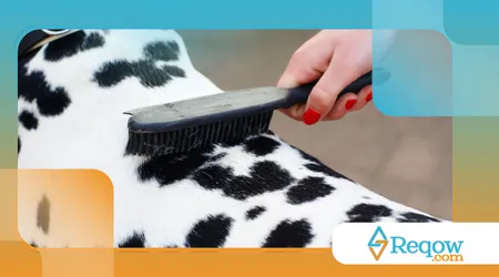 Treinando o cão para aceitar escovação