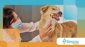 Treinando o cão para aceitar escovação e tosa sem medo