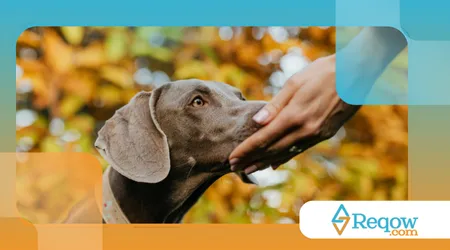 adaptar o cão a mudanças sazonais