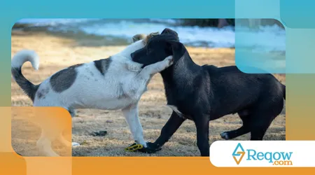 adaptar o cão a mudanças sazonais