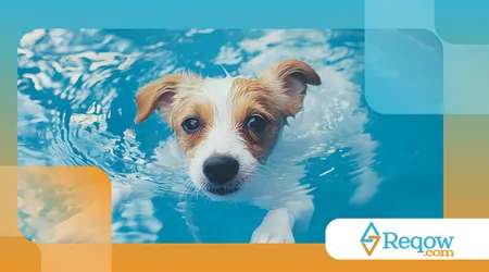 cães adoram água e outros evitam