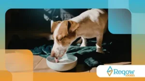 Por que alguns cães adoram água e outros evitam