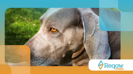 cães que mudam de cor ao envelhecer