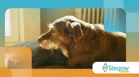 cães que mudam de cor ao envelhecer