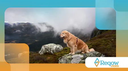 deixar o cão mais confiante em novos locais