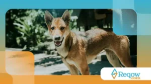 Dicas para deixar o cão mais confiante em novos locais