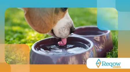 escolher o bebedouro e o comedouro ideais