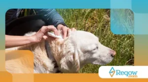 evitar queimaduras solares em cães de pelo claro