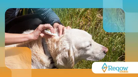 evitar queimaduras solares em cães de pelo claro