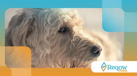 evitar queimaduras solares em cães de pelo claro