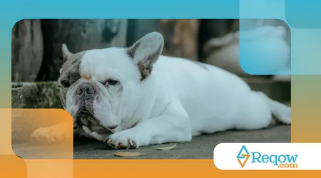 manter cães braquicefálicos confortáveis