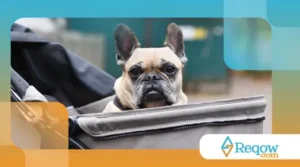 Dicas para manter cães braquicefálicos confortáveis no calor