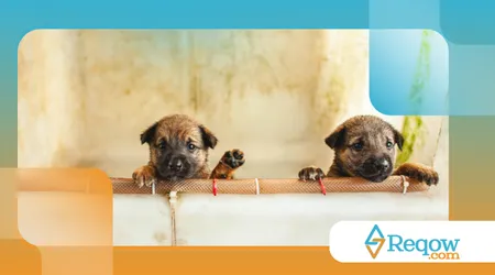 primeiro banho em pet shop